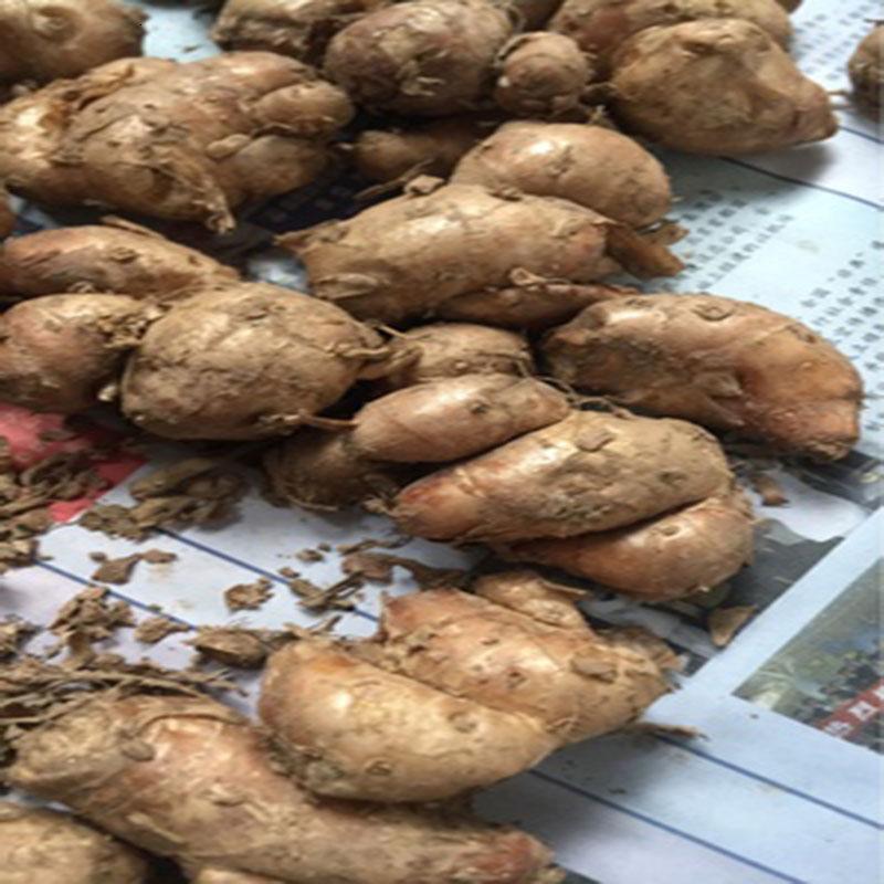 博多客新鲜沙姜山奈2斤正宗茂名高州特产白切鸡配料个大香浓