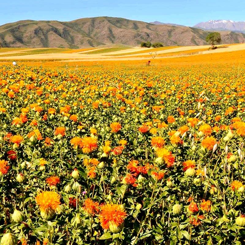 红果实有机认证红花籽油1.5L铁桶装食用油原料进口物理压榨一级品质图片