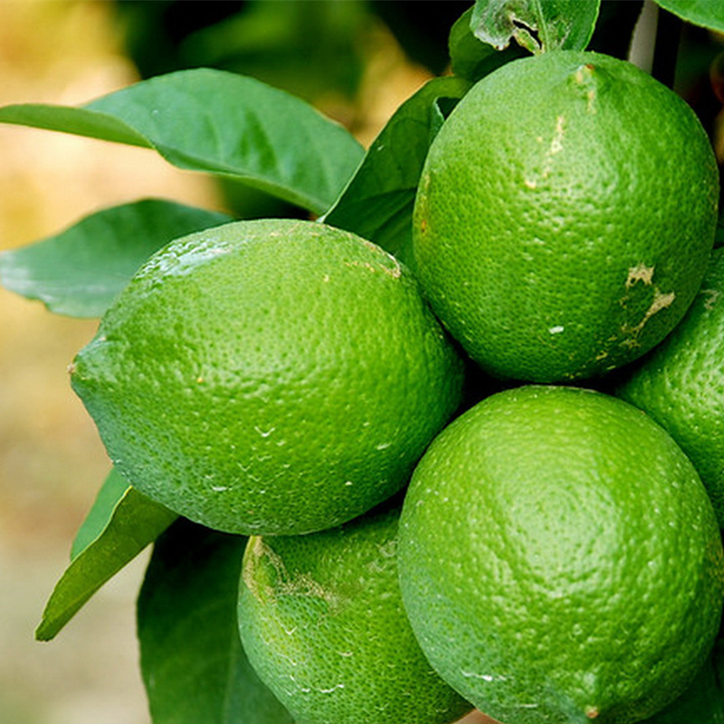 冠町海南青柠檬新鲜小青柠当季新鲜水果2斤装