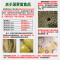 [西沛生鲜]海南红肉菠萝蜜 新鲜水果 香甜可口 1个 净重16-18斤装 西沛水果