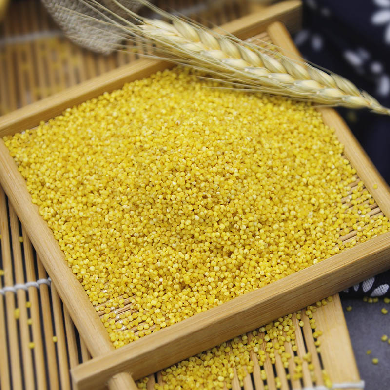 轩辕谷道油小米食用油脂小米500g/罐小米粥原料粟米1斤装农家杂粮熬粥小米