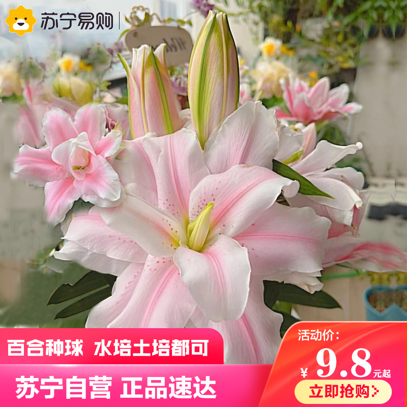 香水百合花种球春季混色大球四季开花矮生浓香花卉盆栽室内多年生报价 参数 图片 视频 怎么样 问答 苏宁易购