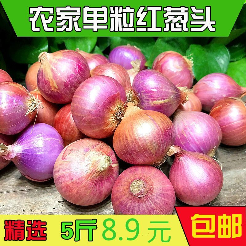 湖北农家自种新鲜洋葱本地露天蔬菜红皮紫皮圆葱小洋葱5斤混装云南紫皮洋葱带箱新鲜洋葱头农家自种蔬菜红皮葱特产批发