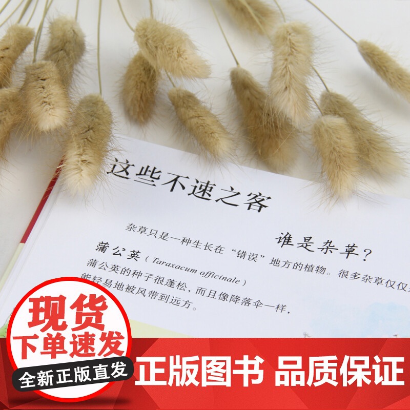 园艺小指南 乔·埃尔沃西 著 科普百科高清大图