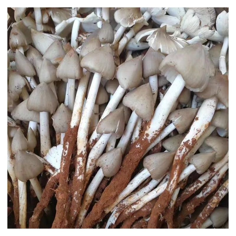 鸡枞菌种子高产伞把菇三菌荔枝菌云南食用菌人工种植菌种包
