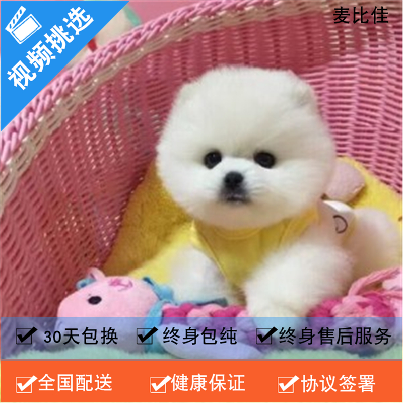 麦比佳 纯种哈多利系球体博美犬幼犬俊介 茶杯博美犬 日系俊杰双血统长不大的茶杯狗白色博美犬 赛级博美犬活体狗狗纯种博美犬高清大图