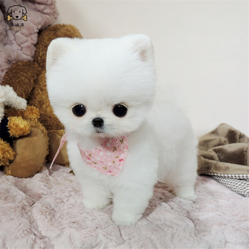 麦比佳狗狗活体 纯种博美犬幼犬哈多利系球体博美俊介狗长不大茶杯犬玩具型迷你袖珍博美宠物狗微小体杯子狗视频挑选高清大图