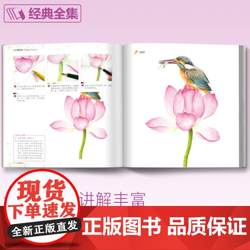 彩铅花鸟高清大图