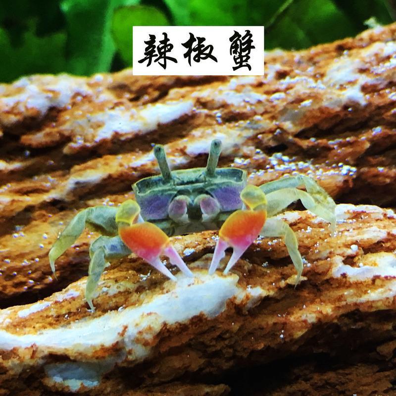 迷你蟹辣椒蟹活体宠物螃蟹观赏蟹吃虫除藻淡水蟹鱼缸爬行底栖动物辣椒