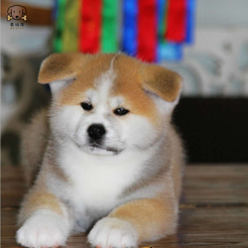 麦比佳 秋田犬 纯种秋田犬幼犬中大型秋田犬狗狗活体血统级精品日系秋田日本赛级秋田家庭犬视频挑选包健康秋田柴犬高清大图