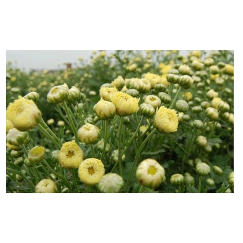 鸡公山 胎菊花 100g/桶高清大图