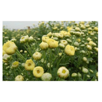 鸡公山 胎菊花 100g/桶