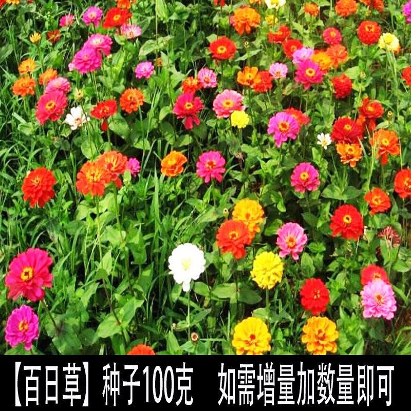 四季播野花组合种子多年生花种子四季开花籽花卉 种籽