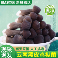 EMS空运【西沛生鲜】新鲜黑皮鸡枞菌菇 3斤 餐饮食材煲汤云南特产食用菌鸡枞菇仿野生菌
