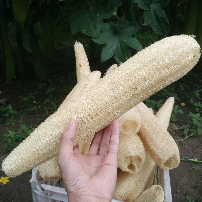 30厘米3条整根无皮丝瓜络丝瓜络洗碗丝瓜瓢刷碗巾布厨房天然丝瓜囊