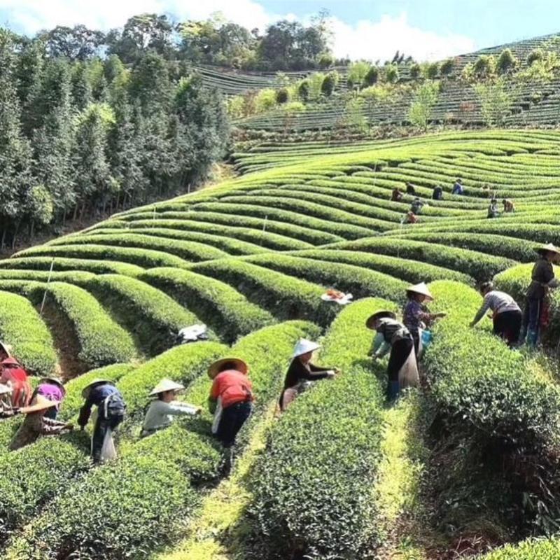 武夷肉桂水仙岩茶乌龙茶大红袍新茶正岩茶叶牛皮纸大红袍一盒250克