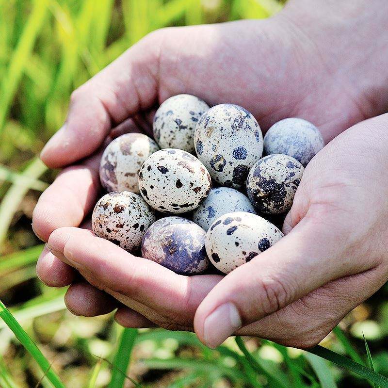 农家散养新鲜鹌鹑蛋生的单枚1012g50枚