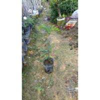 庭院种植果树 油甘子 牛甘子 喉甘子 杨甘 油甘果苗树苗盆栽