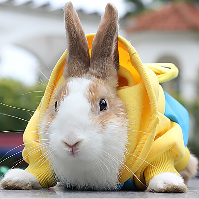 兔子衣服用品宠物兔小兔子穿的衣服超小号秋冬装迷你公主垂耳兔兔参数