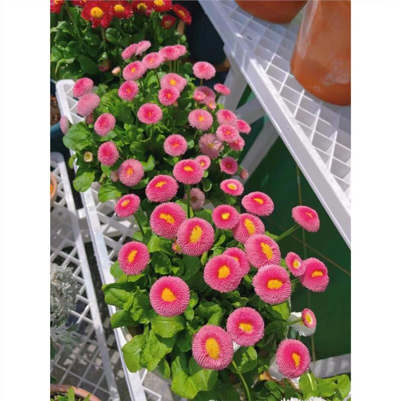 重瓣雏菊株高20-40cm冠幅20-30cm高清大图