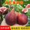 无花果树苗 地栽庭院大耐寒盆栽阳台波姬红当年结果南北方种植