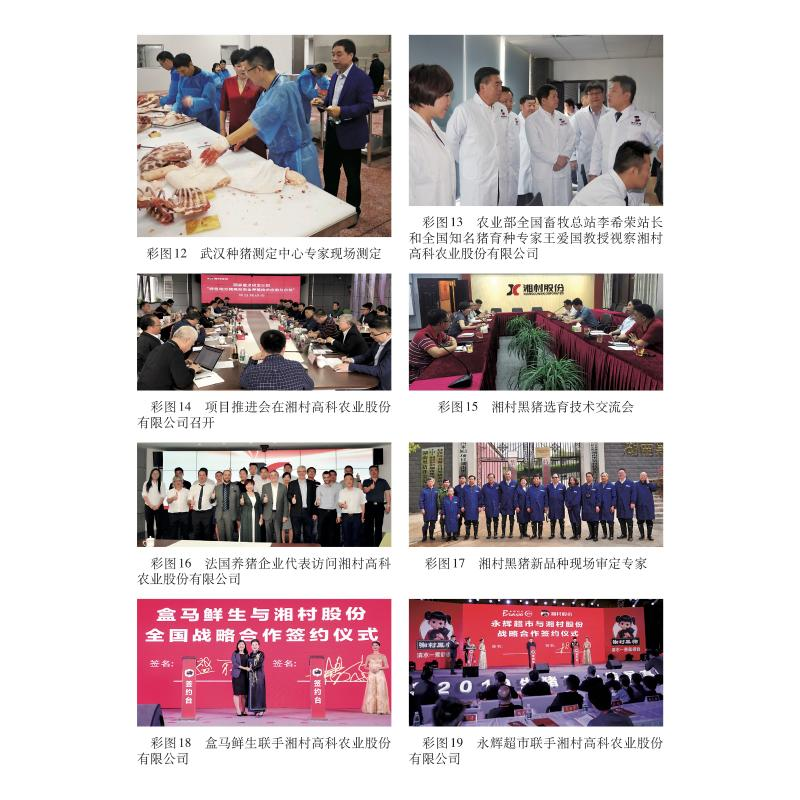 醉染图书湘村黑猪9787109267435高清大图