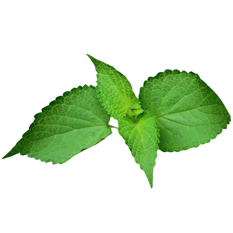 四川新鲜鱼香叶藿香叶农村鱼香菜藿香苗草泡茶做菜果浓霍香叶子25kg