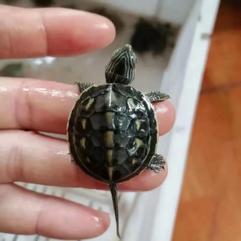 中华珍珠龟花龟活体龟苗小乌龟宠物龟观赏水龟乌龟活体招财花龟苗一只