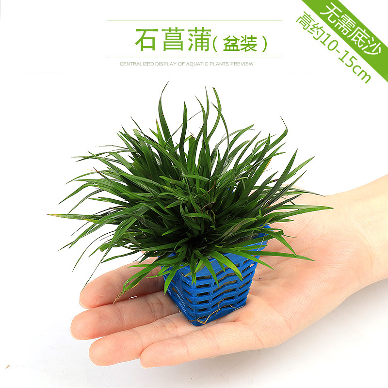 大九叶皇冠草真水草鱼缸装饰懒人水草淡水有茎类中后景性草 【菖蒲盆】 默认尺寸