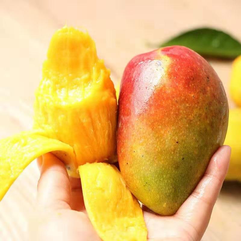 [熊猫鸟]现摘现发海南贵妃芒果 净重3斤装 小果 单果50-100g 芒果红金龙甜心芒应当季热带新鲜水果高清大图