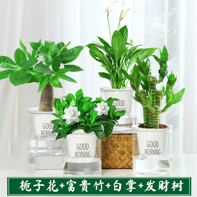 发财树绿植栀子花卉桌面小盆栽多肉植物水培绿萝室内好养报价 参数 图片 视频 怎么样 问答 苏宁易购