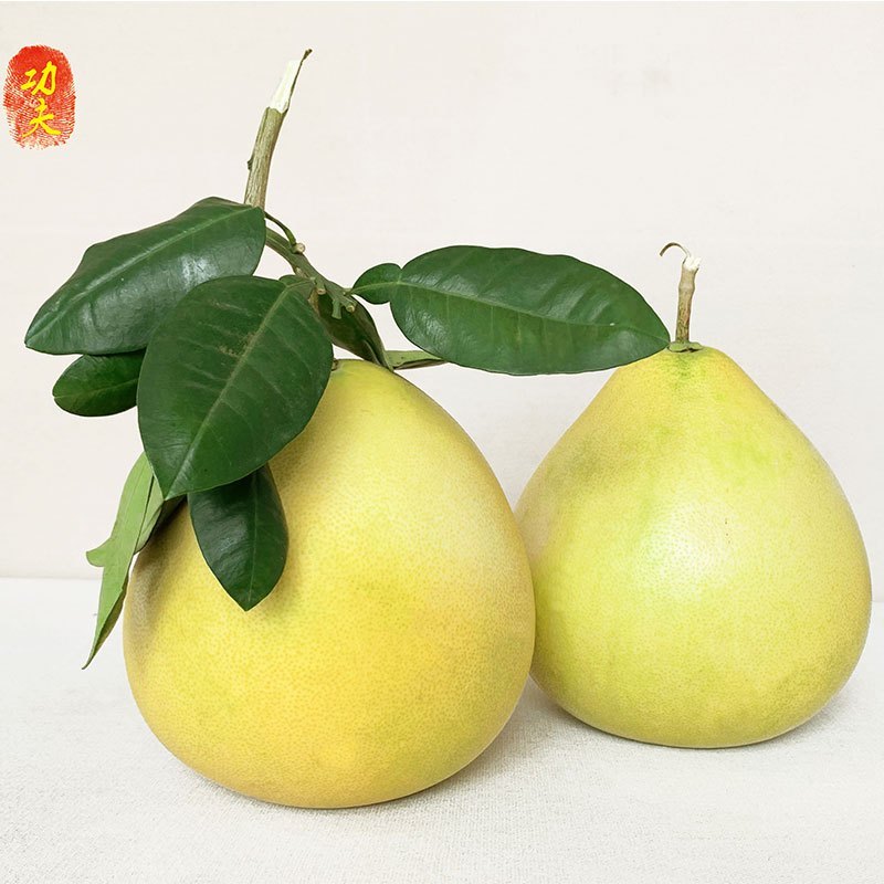 新鲜平和功夫蜜柚 白心蜜柚 新鲜水果白肉柚子2个装约5斤 当季应季孕妇水果