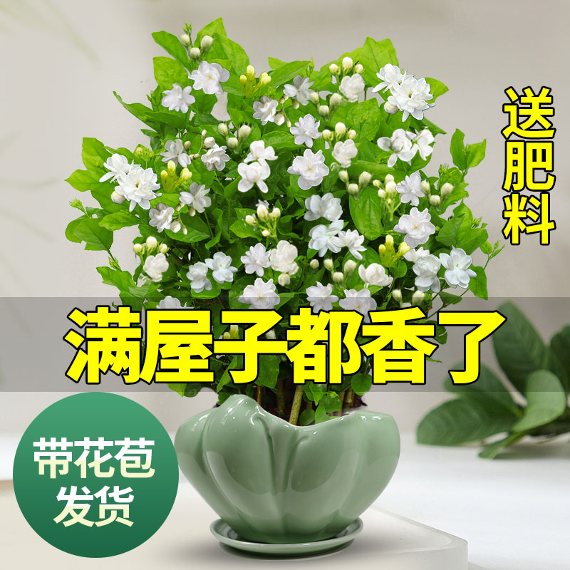 茉莉花苗盆栽带花苞九里香老桩驱蚊花卉植物室内浓香四季开花物内 含盆 带花苞发货茉莉花6年苗10棵梅青596陶瓷盆-送托盘+肥料