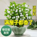 茉莉花苗盆栽带花苞九里香老桩驱蚊花卉植物室内浓香四季开花物内 含盆 带花苞发货茉莉花6年苗10棵梅青596陶瓷盆-送托盘+肥料