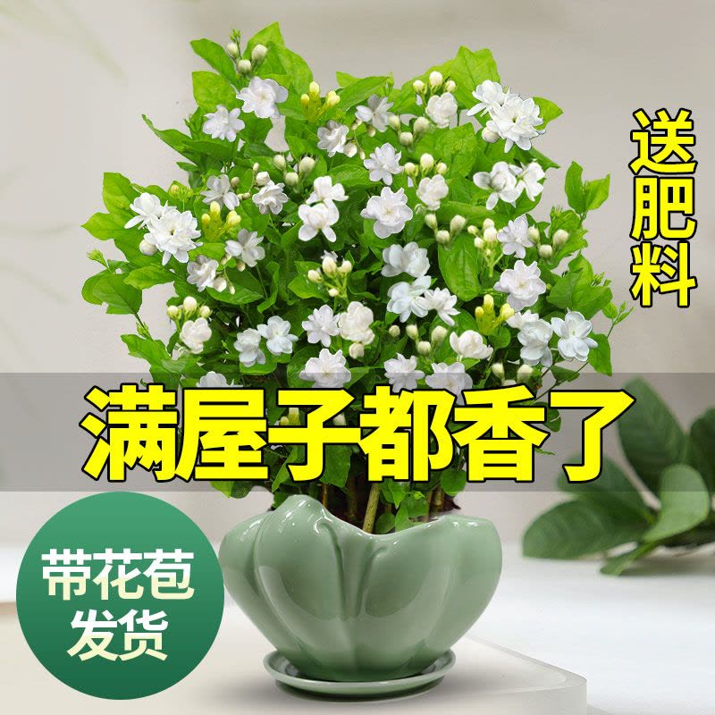 茉莉花苗盆栽带花苞九里香老桩驱蚊花卉植物室内浓香四季开花好养图片