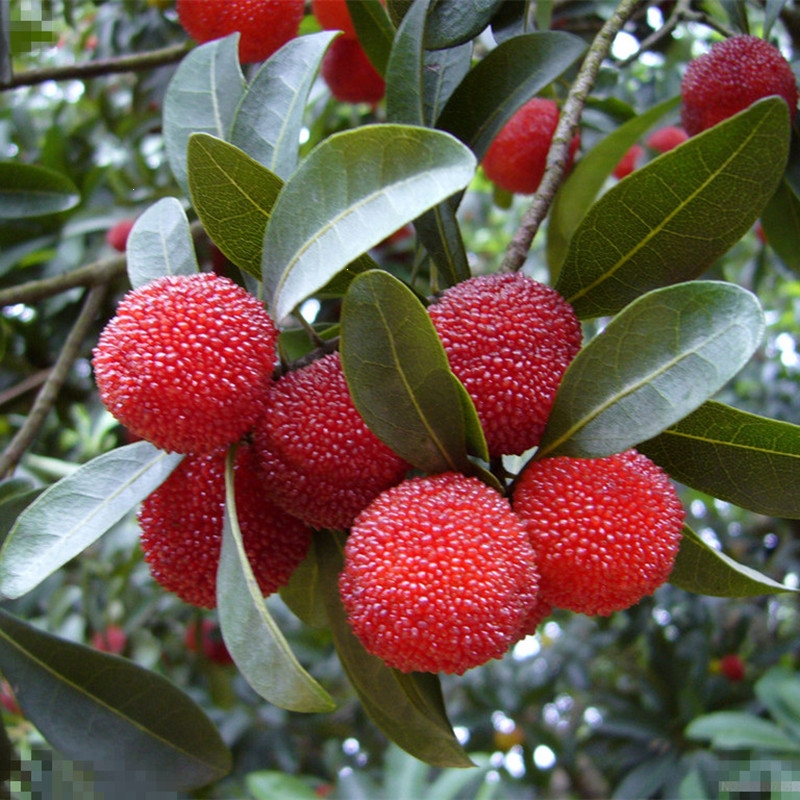 古达正宗嫁接东魁杨梅树树苗杨梅苗南北方种植地栽盆