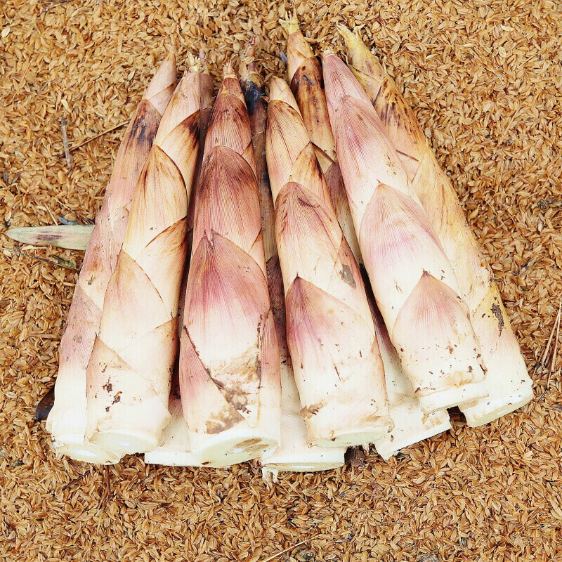 鲜木 新鲜雷竹笋 临安春笋新鲜雷笋现挖竹笋 3/5斤装 新鲜蔬菜生鲜