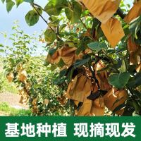 绿宝石梨翠冠梨皇冠梨梨子苹果梨5斤装约5-9个