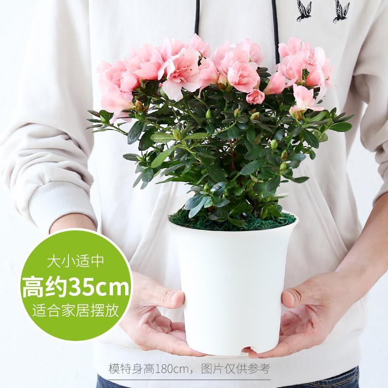 杜鹃花盆栽水培植物带花苞绿植花卉盆栽客厅室内杜鹃花四季开花