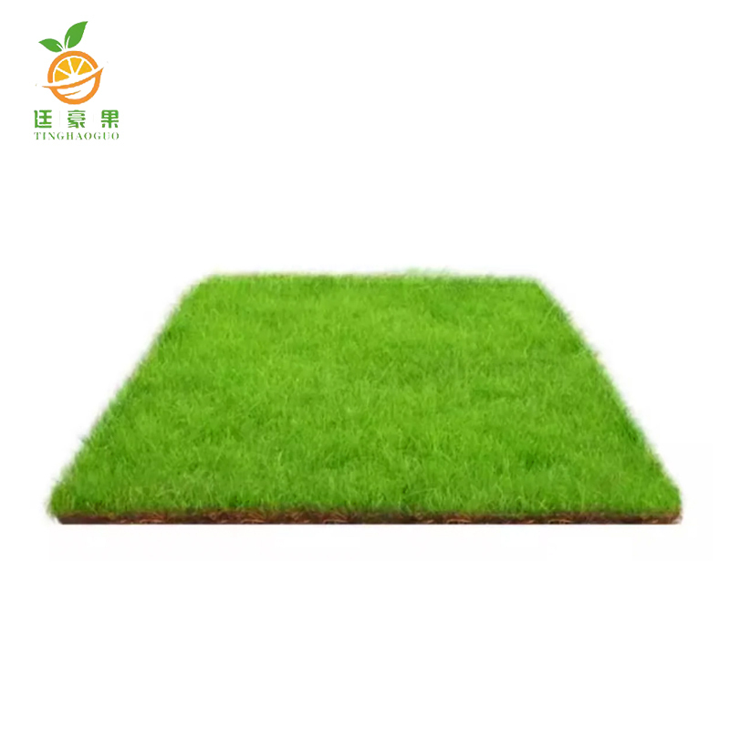 廷豪果 果岭草草坪 1平方米 /块高清大图