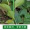 金色 30m 园艺盆栽植物爬藤造型包塑铁丝绑线扎绳捆扎线花艺手工DIY软扎丝