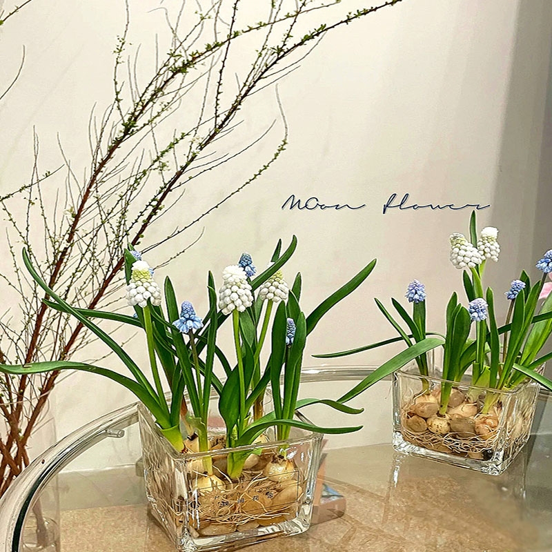 弹痕网红水培玻璃瓶套装5颗葡萄风信子花卉盆栽四季种植开花苗植物球报价 参数 图片 视频 怎么样 问答 苏宁易购