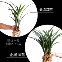 兰花苗可选带花苞报岁墨兰企剑企黑春节开花花开浓香花期长花卉绿植植物盆栽墨兰企黑3苗；裸根不带土