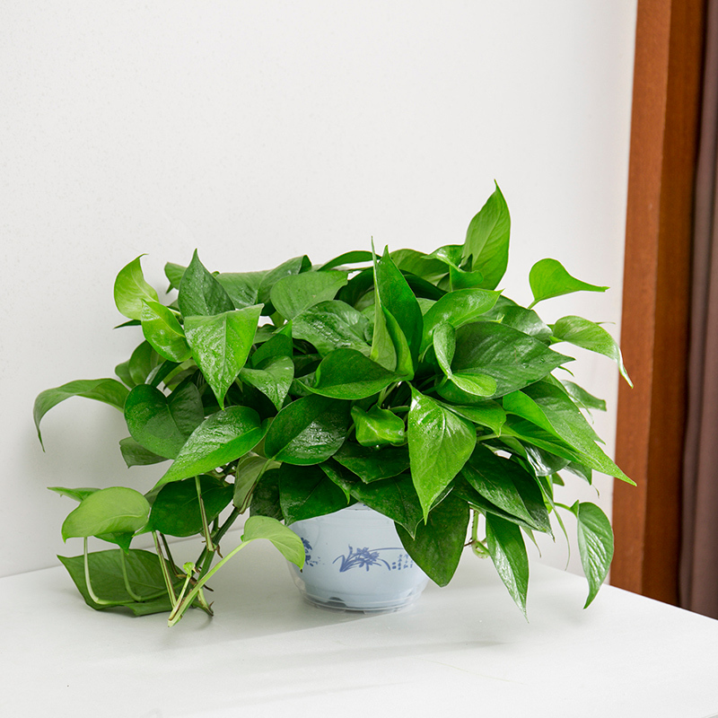 回固大叶绿萝盆栽室内植物办公室桌面绿植花卉绿箩 k180#青花款 含盆