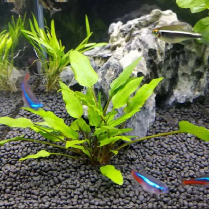 水族箱造景水草前景草鱼缸活体珍珠陀草水草迷你水草系列 青旦一颗