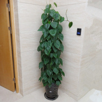 室内客厅大型植物盆景 心叶藤绿萝盆栽 大叶绿萝 桌面绿植小花卉