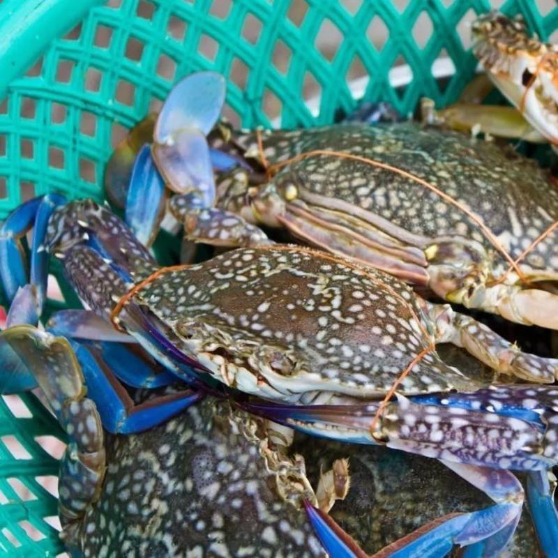 赛卡伊 北海海捕2斤装螃蟹梭子蟹鲜活冷冻大公母兰花蟹满黄可多拍食 2