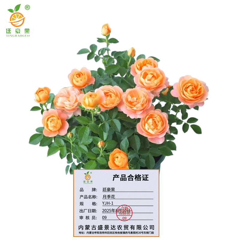廷豪果 月季花 YJH-1 /束高清大图