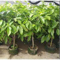 芳香花卉兰树苗 白兰花盆栽 白兰花苗桷兰树苗 浓香绿植茉莉