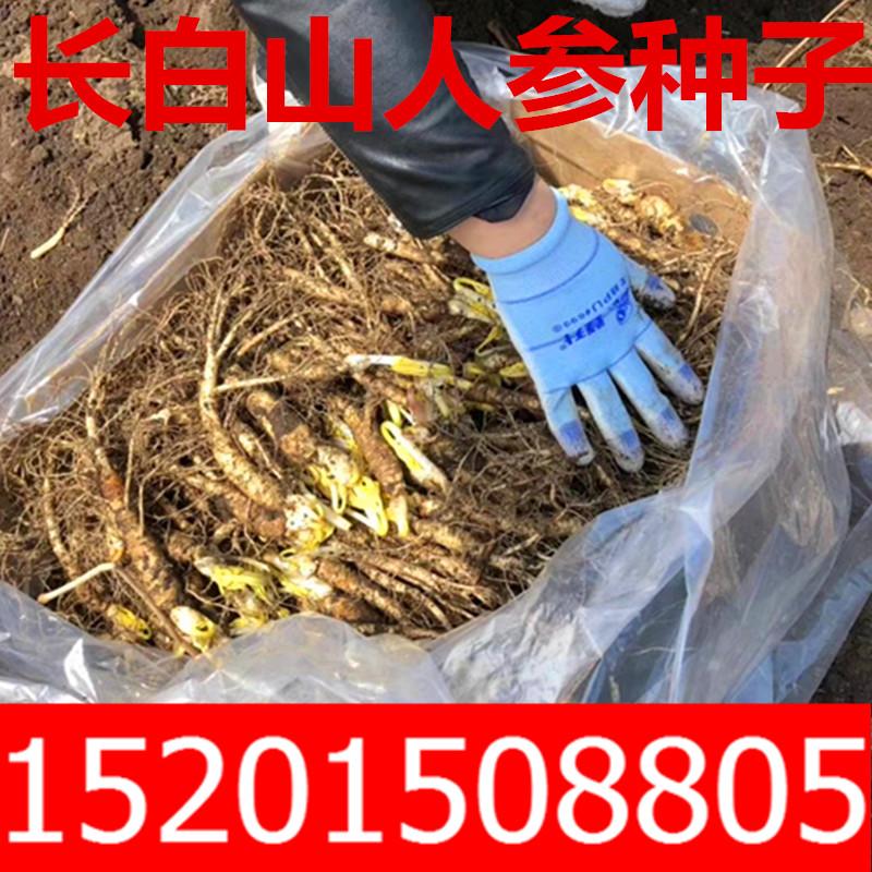 静谧园艺用品野生人参种子人参苗高丽参西洋参野山参种子种苗 价格图片品牌报价 苏宁易购弘善园林专营店